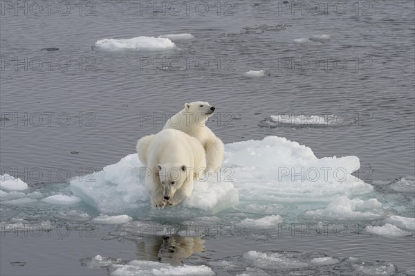 Polar bears