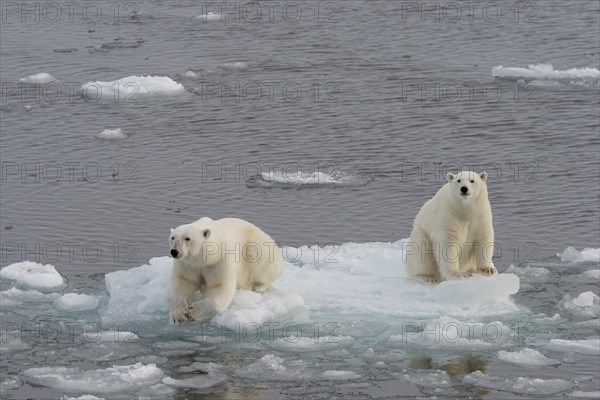 Polar bears