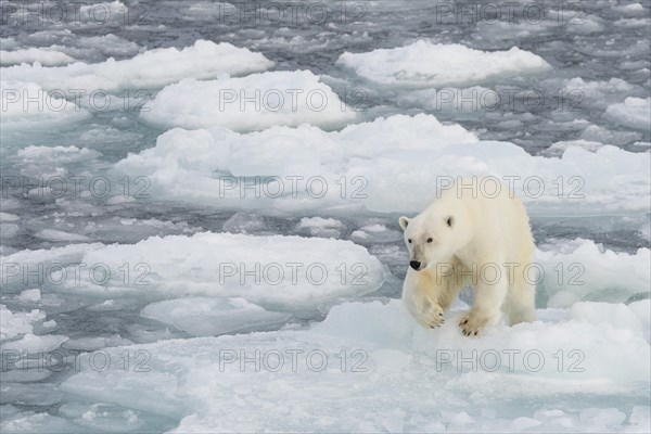 Polar bear