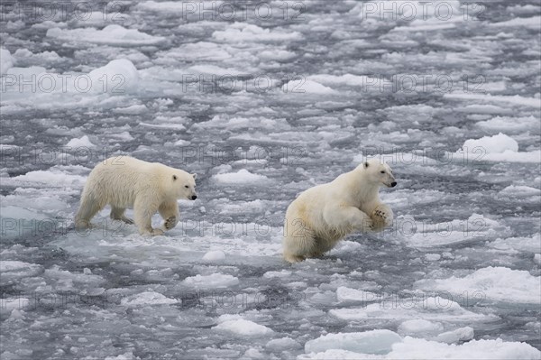 Polar bears