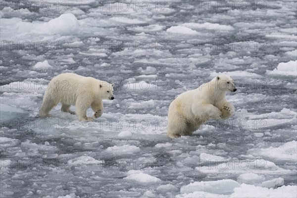 Polar bears