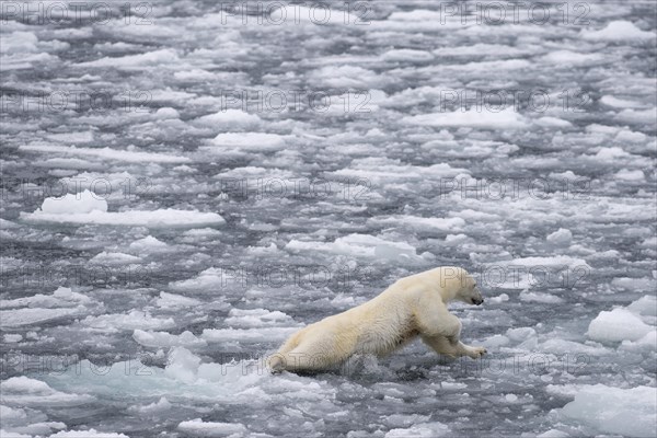 Polar bear