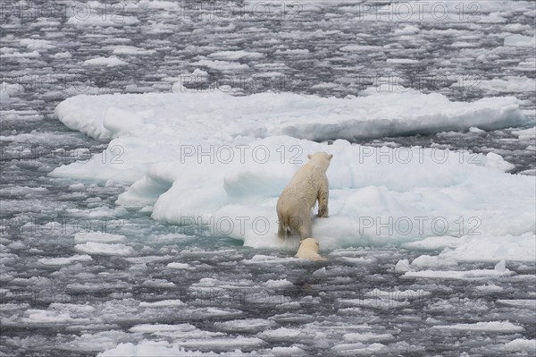 Polar bears