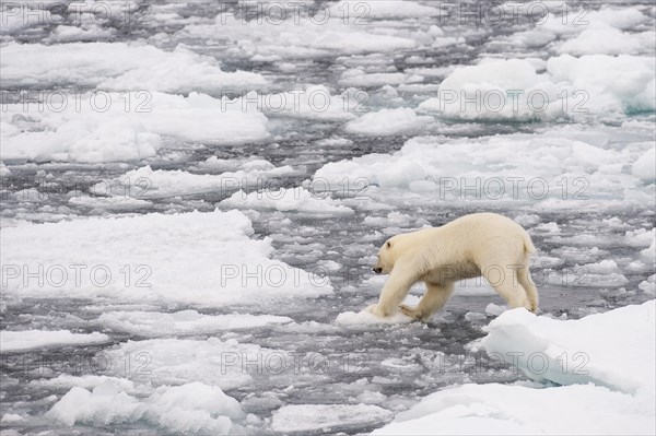 Polar bear