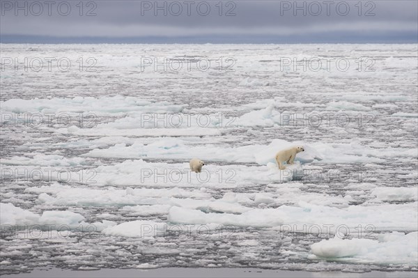 Polar bears