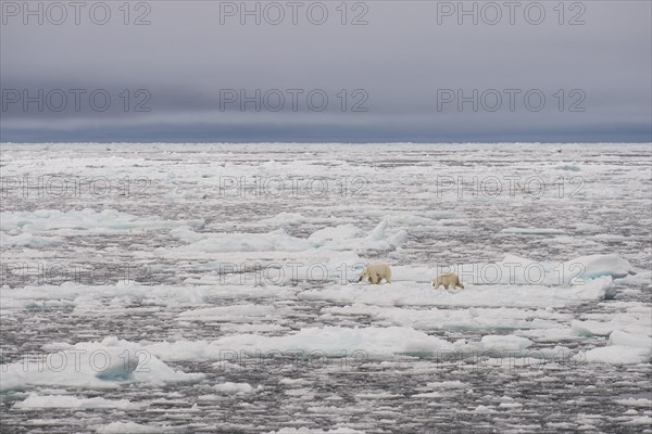 Polar bears