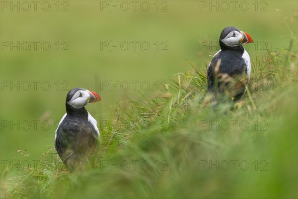 Puffin