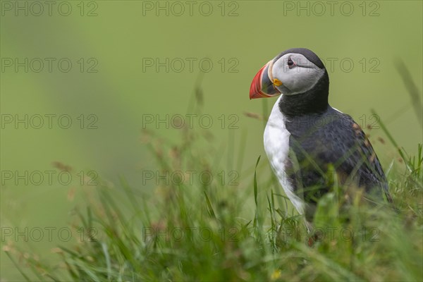 Puffin