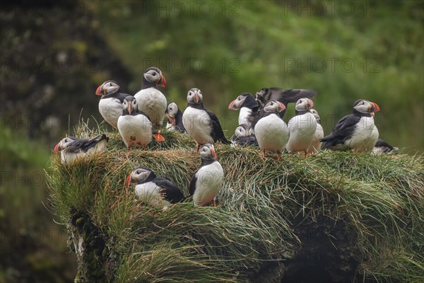 Puffin