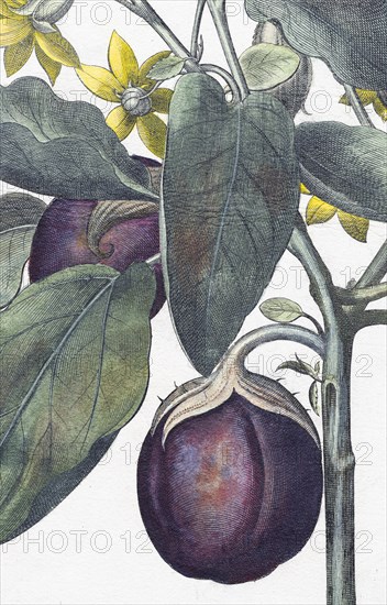 Egg plant