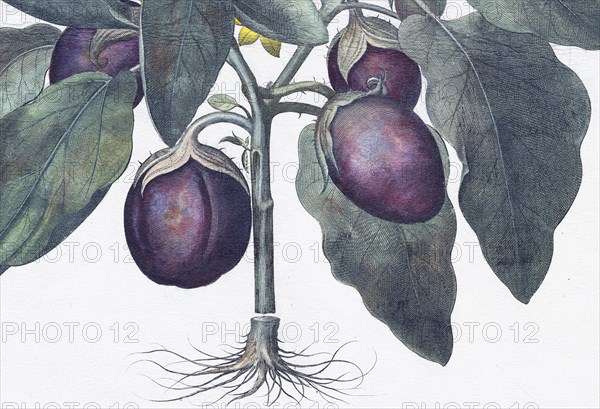 Egg plant