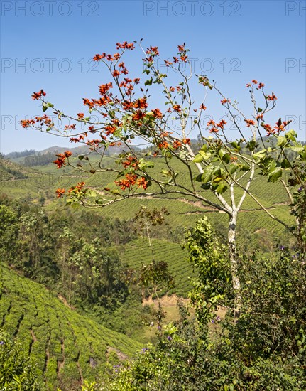 Tiger's claw or Indian coral tree