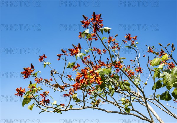 Tiger's claw or Indian coral tree