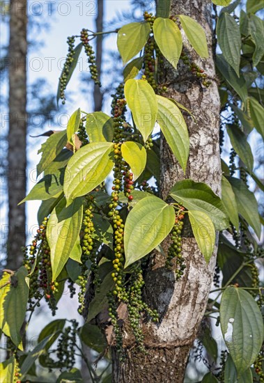 Black pepper plant