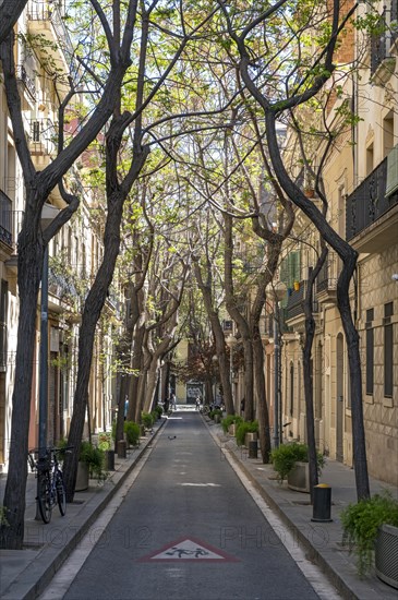 Typical tree-lined back-street