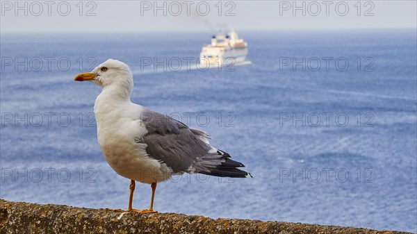 Large seagull