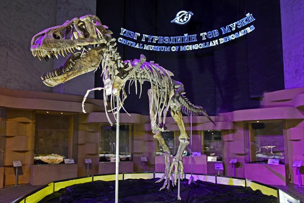 Skeleton of a Tarbosaurus bataar dinosaur