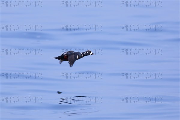 Harlequin duck