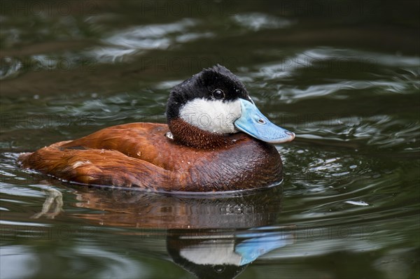 Ruddy duck