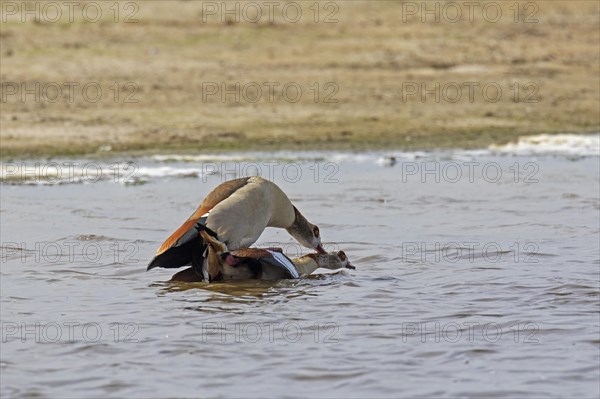 Egyptian goose