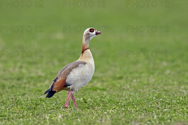 Egyptian goose