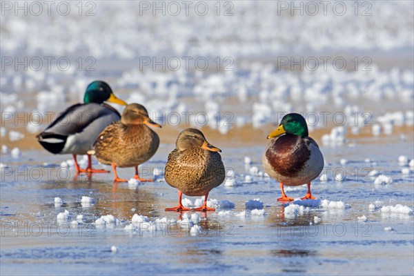 Two pairs of mallards