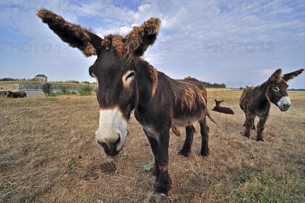 Poitou donkey