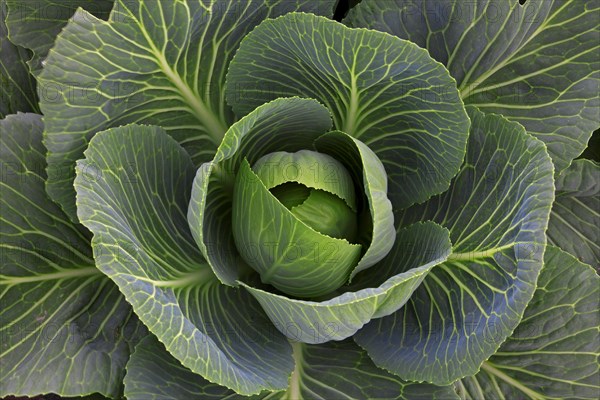 White cabbage