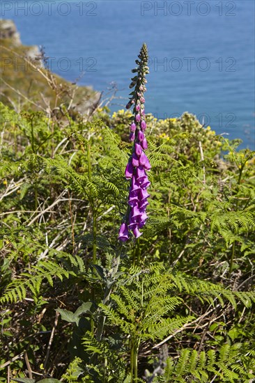 Common foxglove