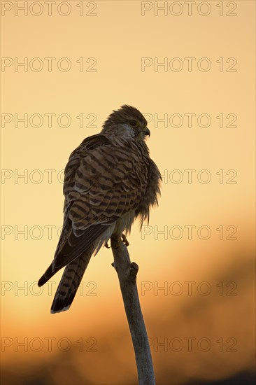 Common kestrel