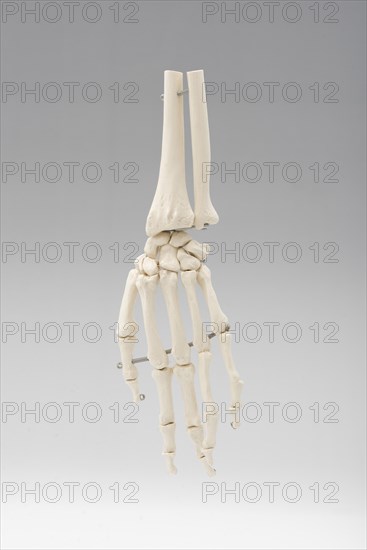 Hand skeleton