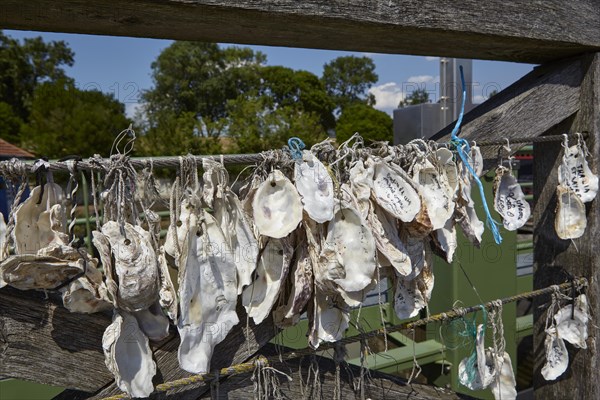 Oyster shells in Le Chateau-d'Oleron