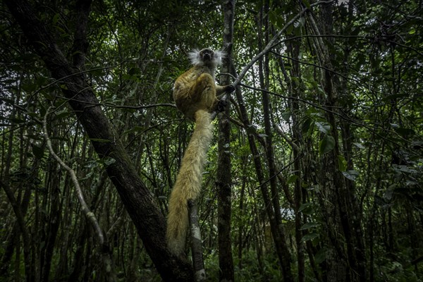 Crowned lemur