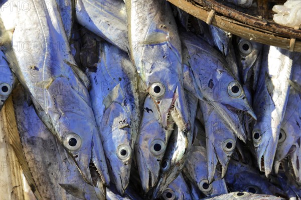 Fresh fish ready for sale