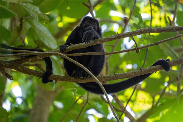 Howler monkey