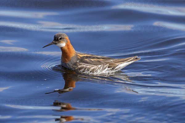 Red-necked phalarope