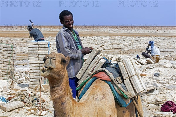 Afar salt miners chopping blocks