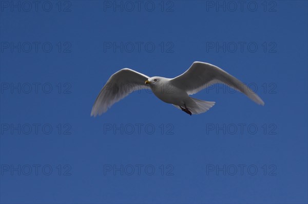 Glaucous gull