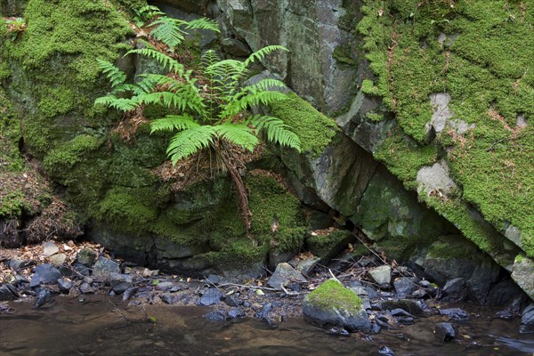 Common Male Fern