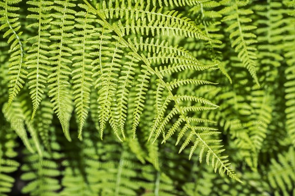 Tassel fern