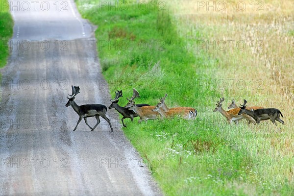 Herd of European fallow deer