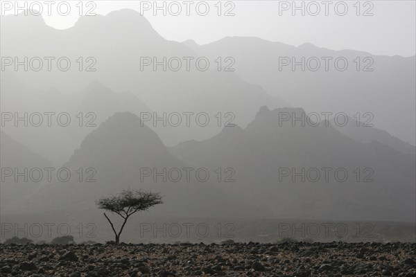 Lonely acacia tree in the Air Mountains