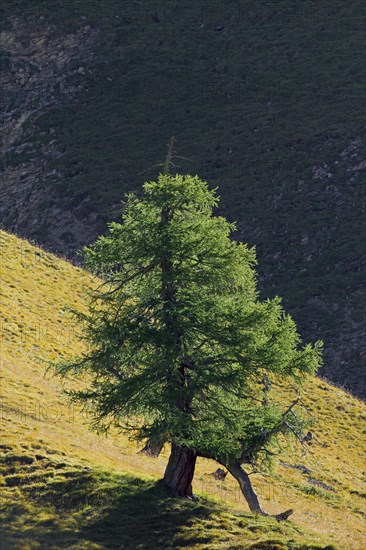 Common larch