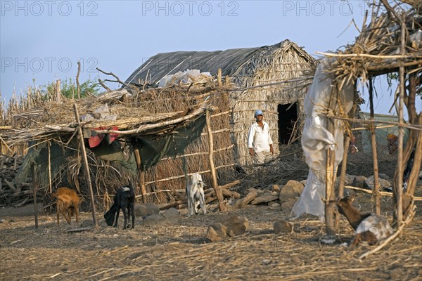 Traditional hut and goats as livestock at a little farm in the village Rebelados on the island Santiago