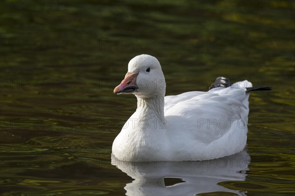 Snow goose