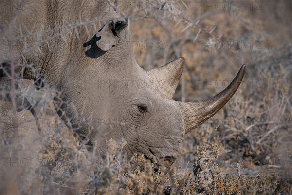 Black rhinoceros