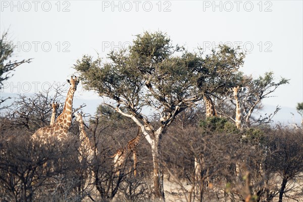 Giraffes