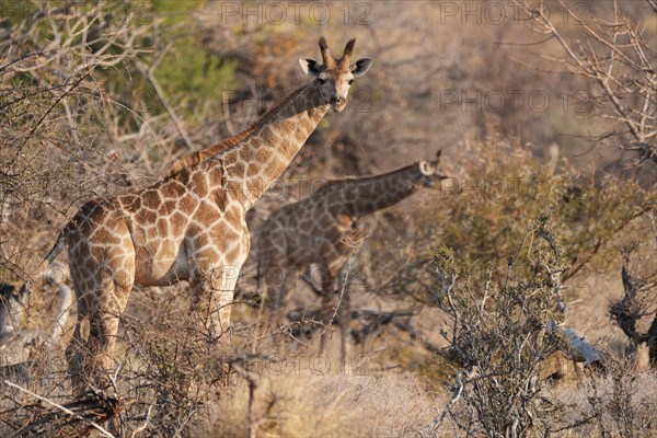 Giraffes