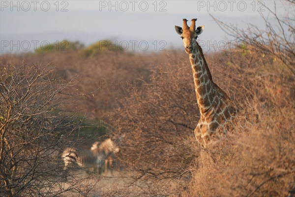 Giraffes with zebras in the background