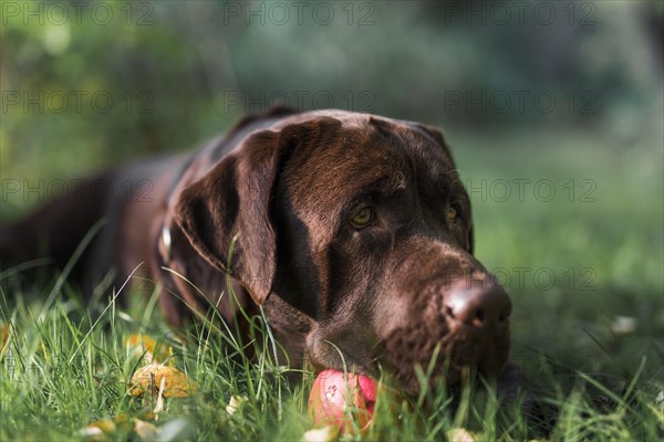 Labrador lying green grass with ball